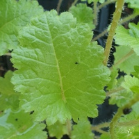 Primula sieboldii 'Oshibori'